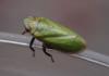 Tettigometra virescens